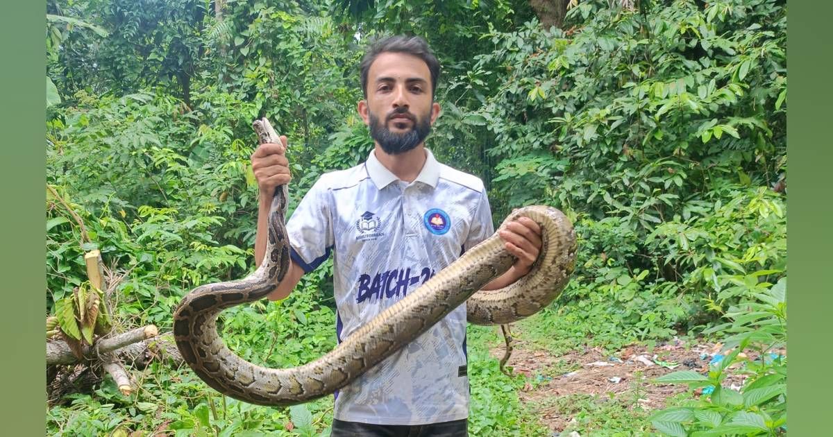 বোয়ালখালীতে বাড়ি থেকে ১০ ফুট লম্বা বার্মিজ প্রজাতির অজগর উদ্ধার