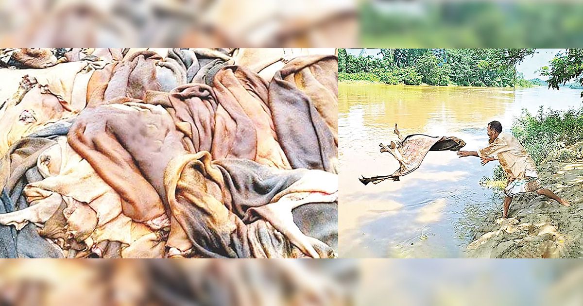 চামড়ার বাজারে পুরনো সংকট,  সিন্ডিকেটে জিম্মি চামড়াশিল্প
