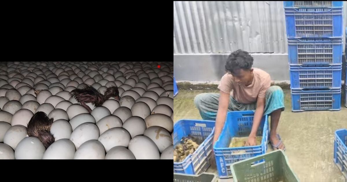 তাড়াশে আধুনিক ইনকিউবেটরে তৈরি হচ্ছে দেশের সেরা হাঁসের বাচ্চার আড়ৎ