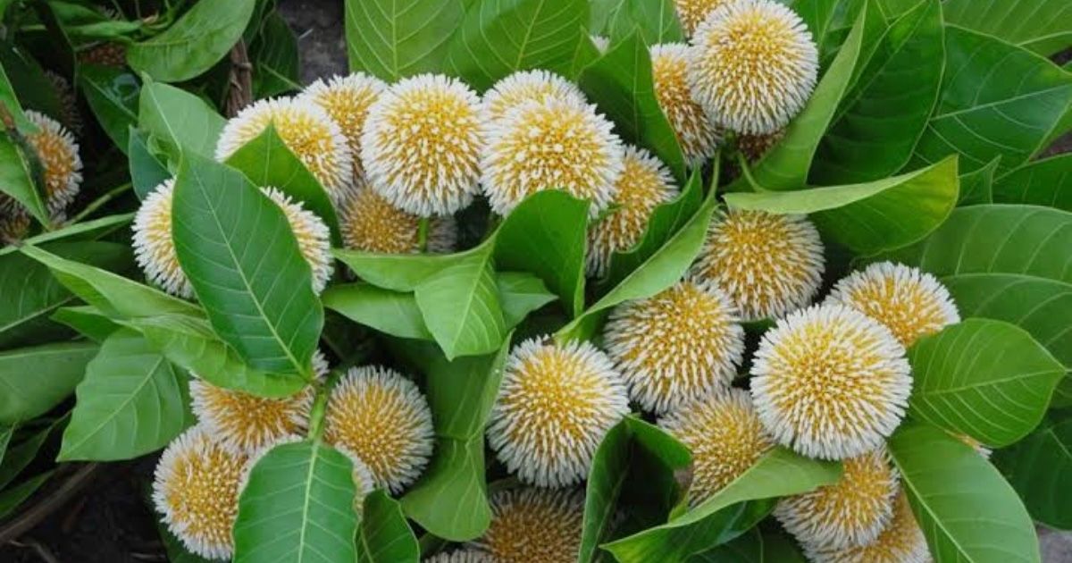 Kadam-the-messenger-of-monsoon-has-started-blooming-in-Dumuria
