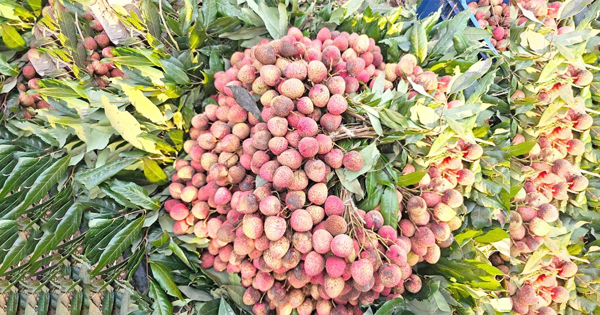 Ishwardis-Bombay-Litchi-fades-in-severe-heat-wave-farmers-fear-loss
