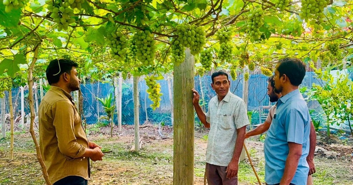 শখ থেকে বাণিজ্য, আঙুর বাগানে সফল সিংড়ার শিক্ষক আব্দুল আজিজ