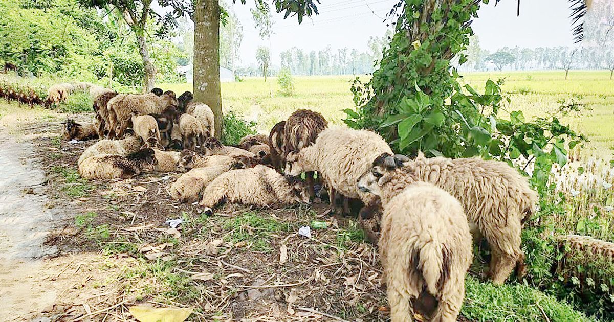 এক ভেড়া থেকে তরুণ আশিকের বাজিমাত, এক যুগে ৯৮টি খামার