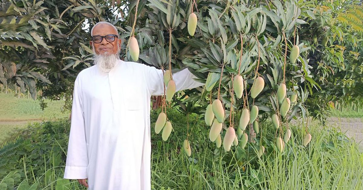 102-varieties-of-local-and-foreign-mangoes-are-being-cultivated-on-65-acres-of-land