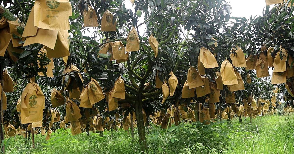Mango-growers-of-Naogaon-are-in-trouble-due-to-the-acute-shortage-of-fruit-bags-and-price-increase