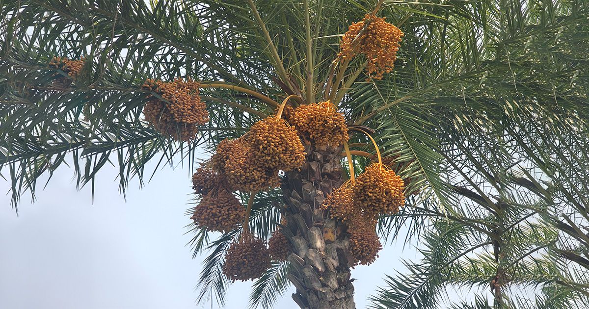 The-once-popular-native-date-palm-is-now-bird-food