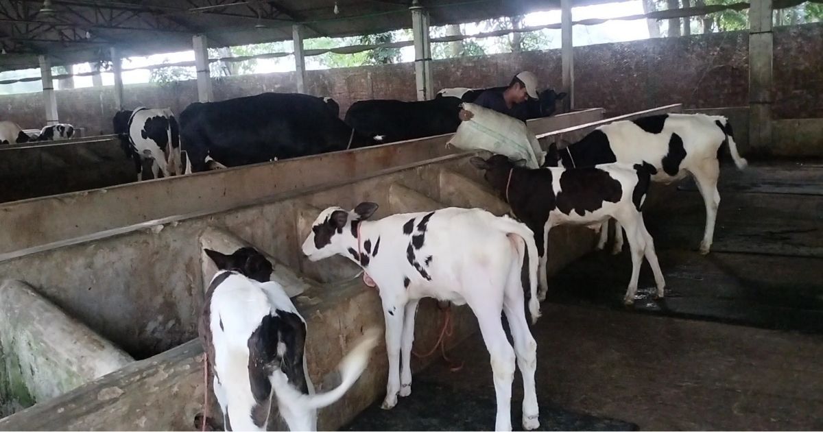 The-economy-of-Thakurgaon-can-change-if-the-investment-in-dairy-industry-increases