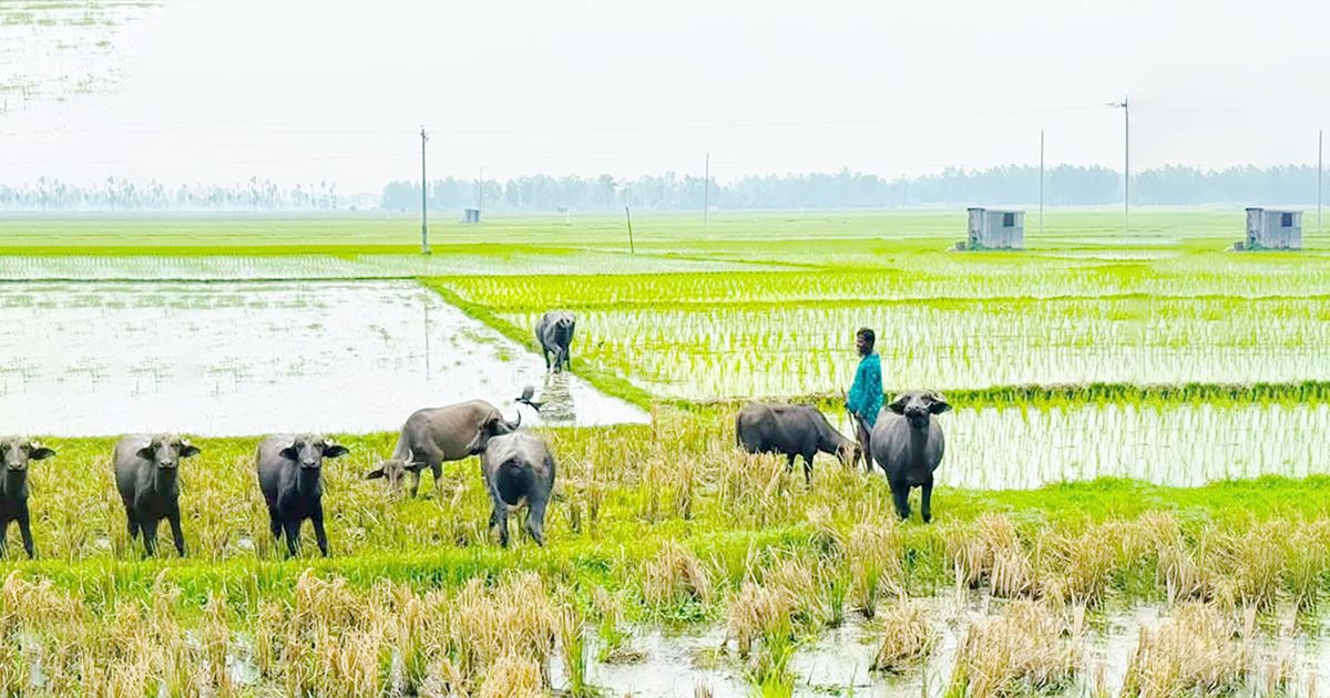 In-Sirajganj-Abed-Ali-is-living-by-the-tradition-of-buffalo-rearing