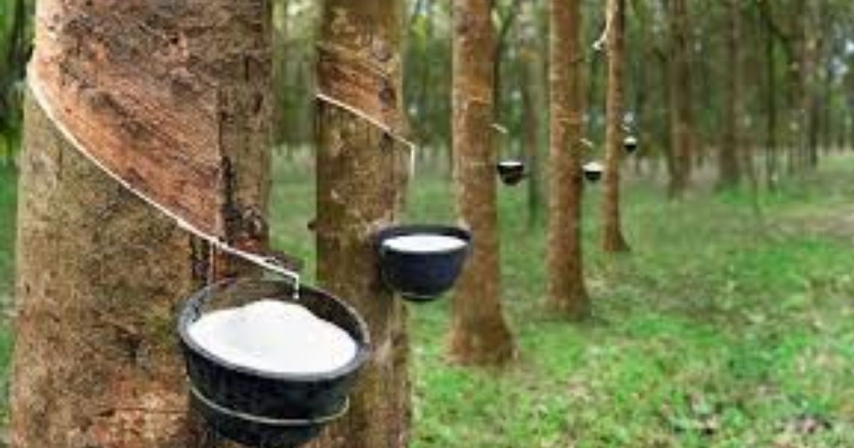 Increase-in-the-price-of-rubber-in-the-international-market