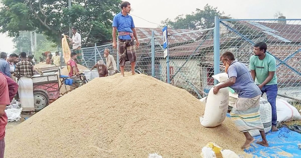 Even-with-the-bumper-yield-of-golden-rice-in-Naogaon-the-farmers-are-struggling-to-pay-their-debts