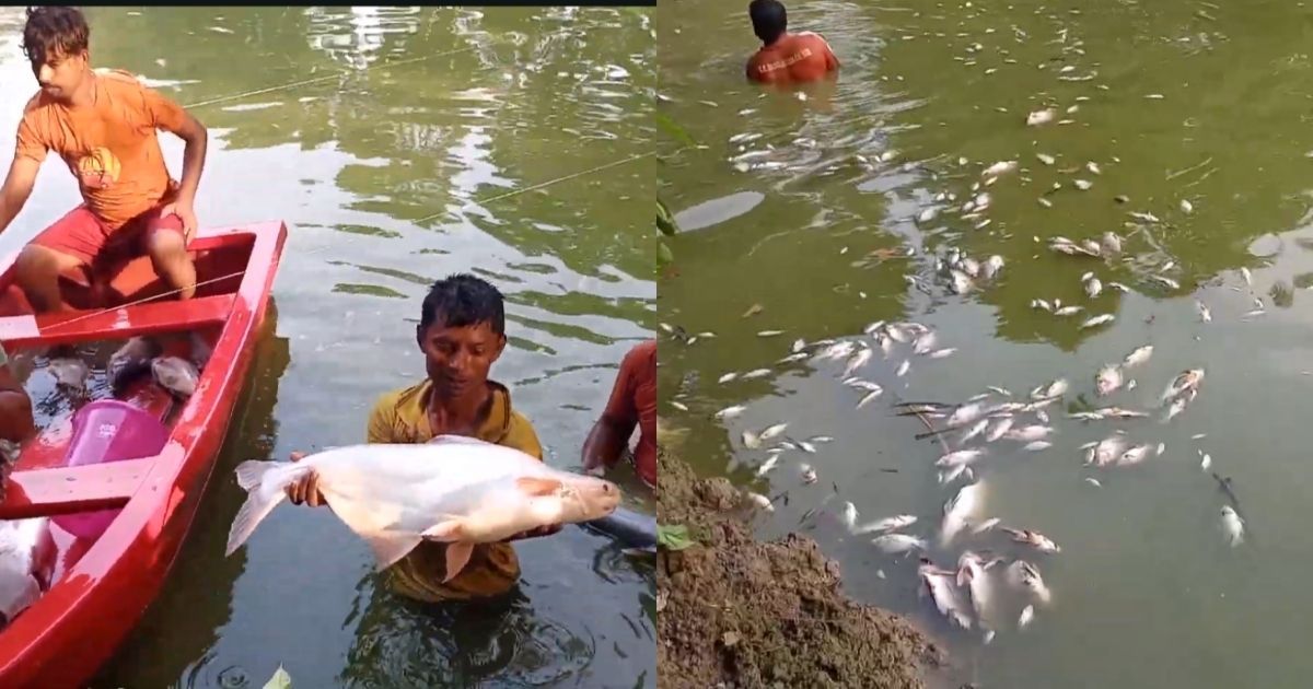 Fish-worth-20-lakh-rupees-died-due-to-poisoning-in-pond-in-Meherpur