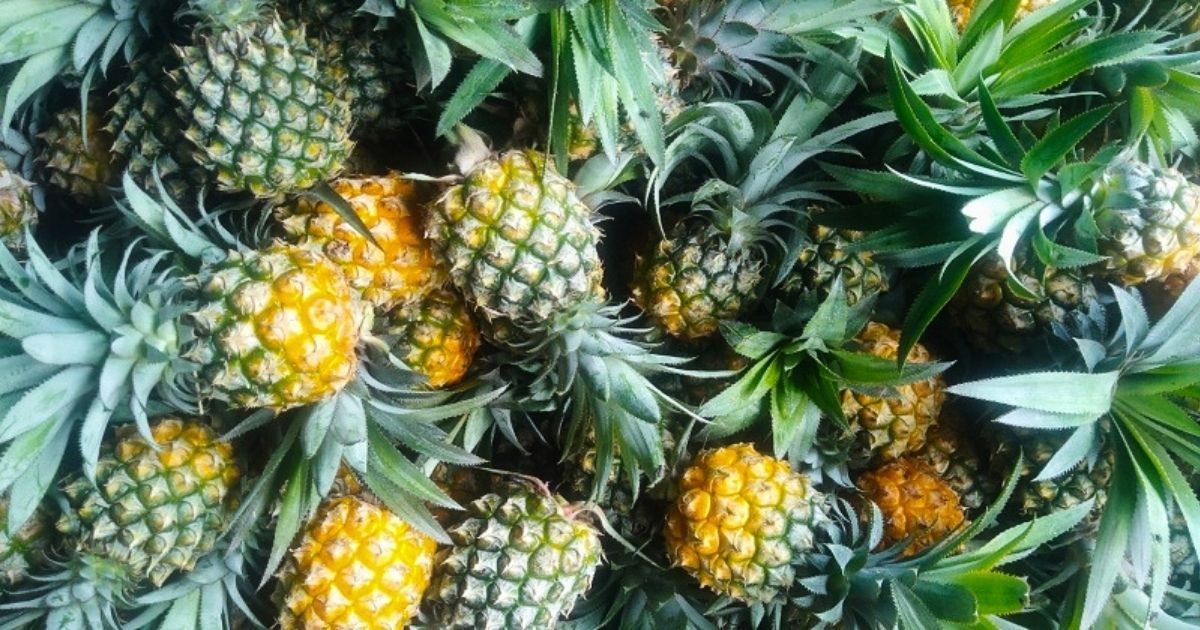 The-farmers-of-Moulvibazar-are-dreaming-of-exporting-pineapple-to-the-state-of-tea