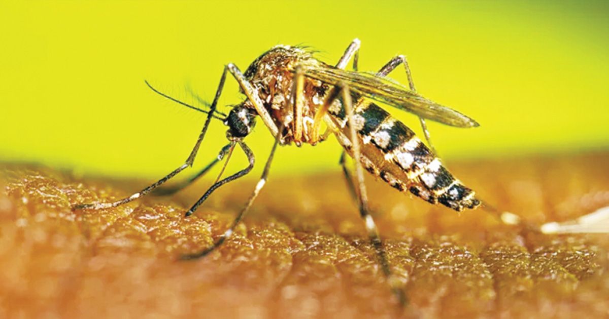 At-the-beginning-of-the-monsoon-dengue-infection-is-increasing-and-death-is-increasing