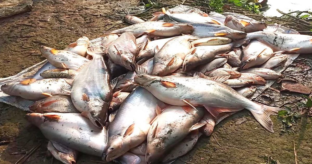 Fish-worth-20-lakh-rupees-died-due-to-poisoning-in-pond-in-Meherpur