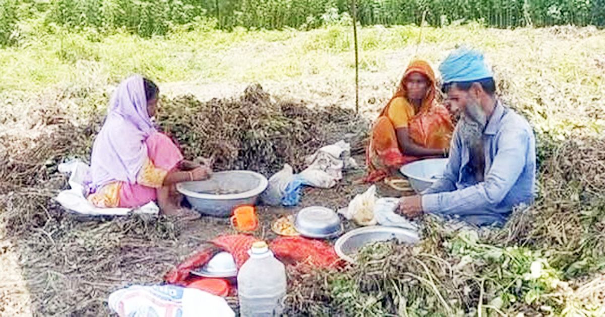 The-bumper-crop-of-Chinese-almonds-in-Madaripurs-grasslands-has-put-a-smile-on-the-face-of-the-farmers