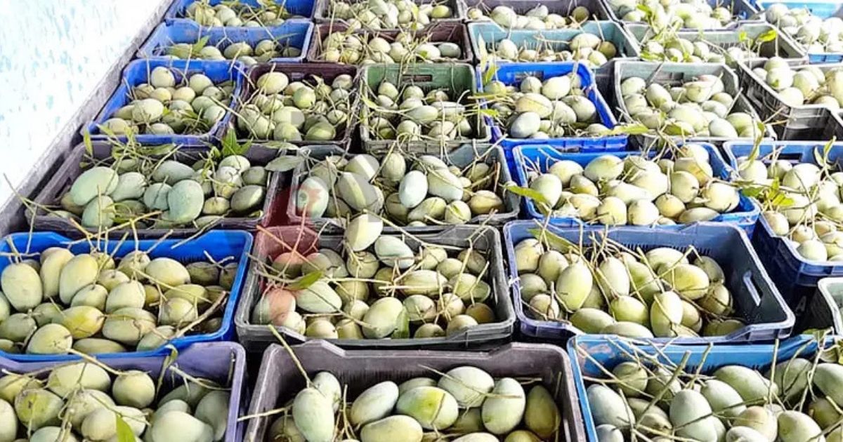 Amrapali-mangoes-from-Naogaon-are-going-to-the-United-States-across-the-borders-of-the-country