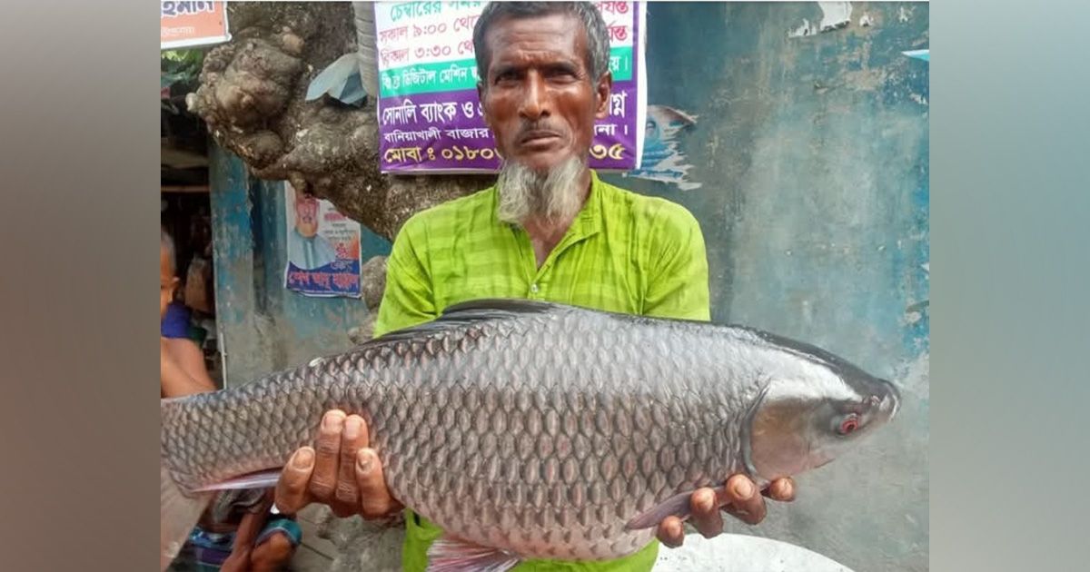 Large-native-fishes-are-found-in-Mara-Bhadra-river-in-Dumuria-fish-sanctuary