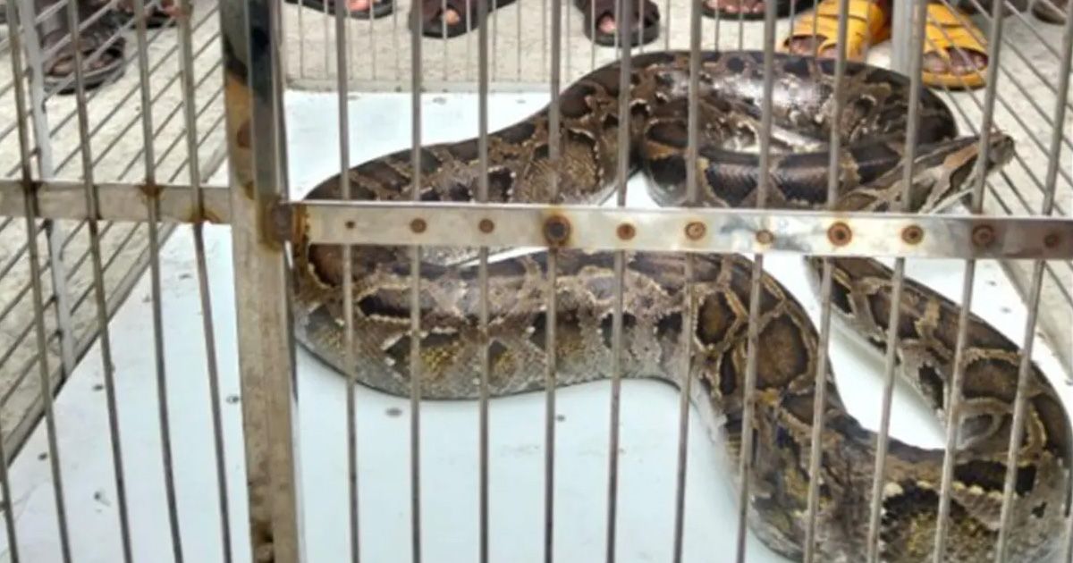 Python-snake-recovered-from-Neeldumur-market-adjacent-to-Satkhira-Sundarbans
