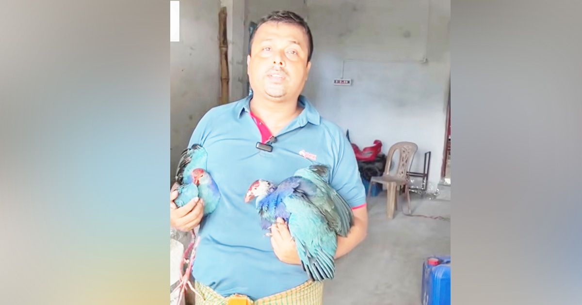 Hasan-Ali-is-successful-in-raising-beautiful-Kalim-birds-from-hobby-to-commercial-potential