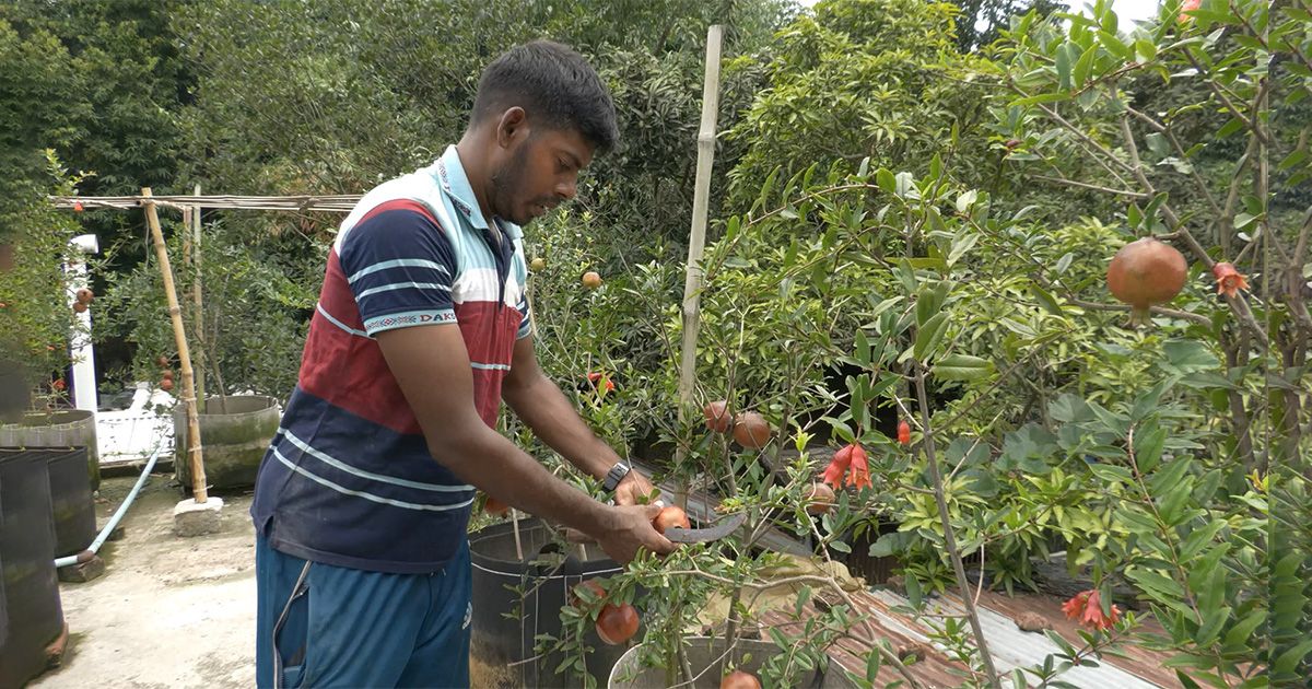 হরিণাকুন্ডুতে ছাঁদ বাগানে আনারে বাজিমাত প্রবাস ফেরত যুবকের