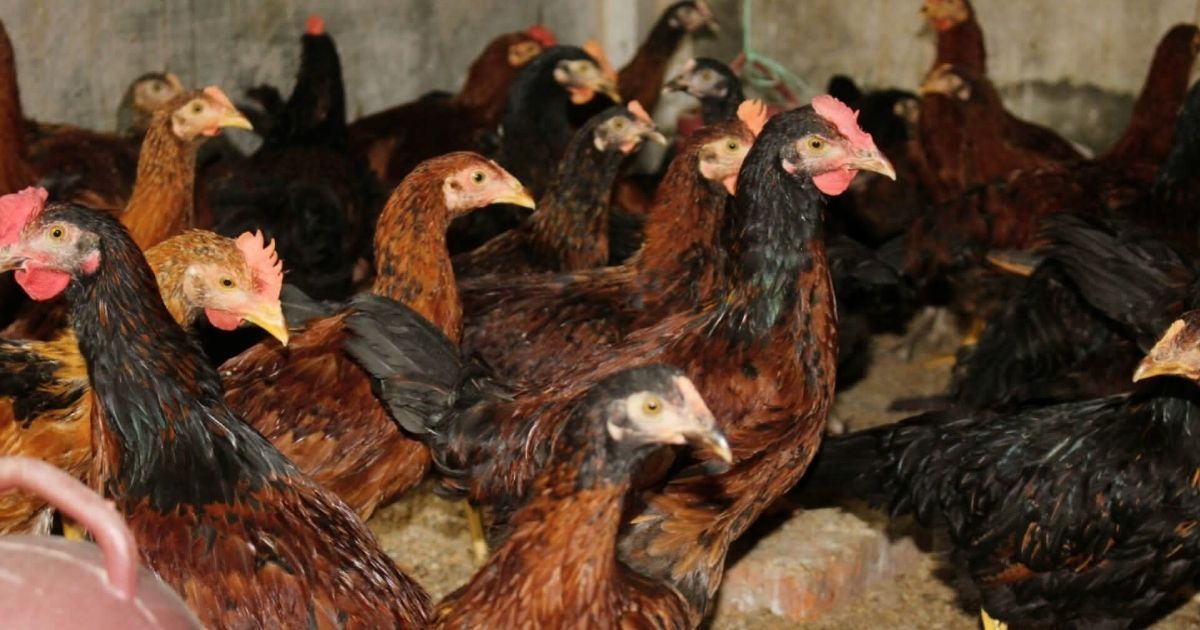 Bakribis-invented-chicken-breed-is-a-new-horizon-in-indigenous-research