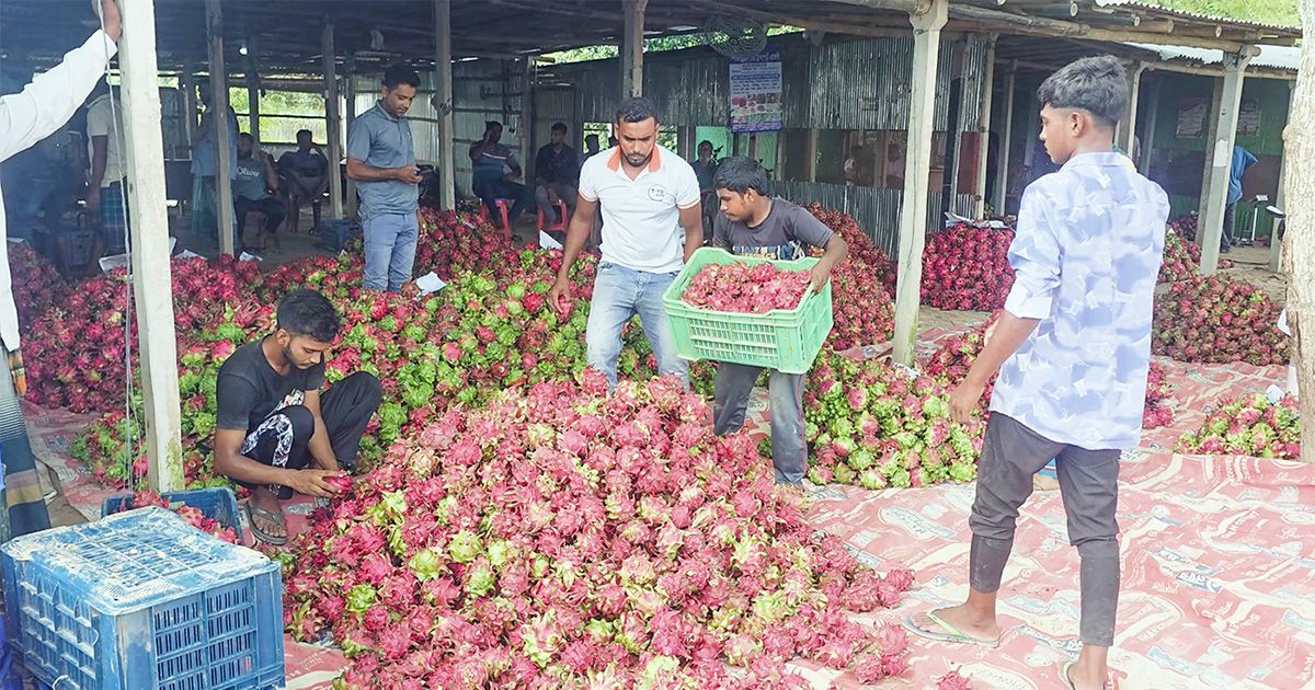 Dragon-fruit-worth-crores-of-rupees-is-sold-in-Gaurinathpur-every-day