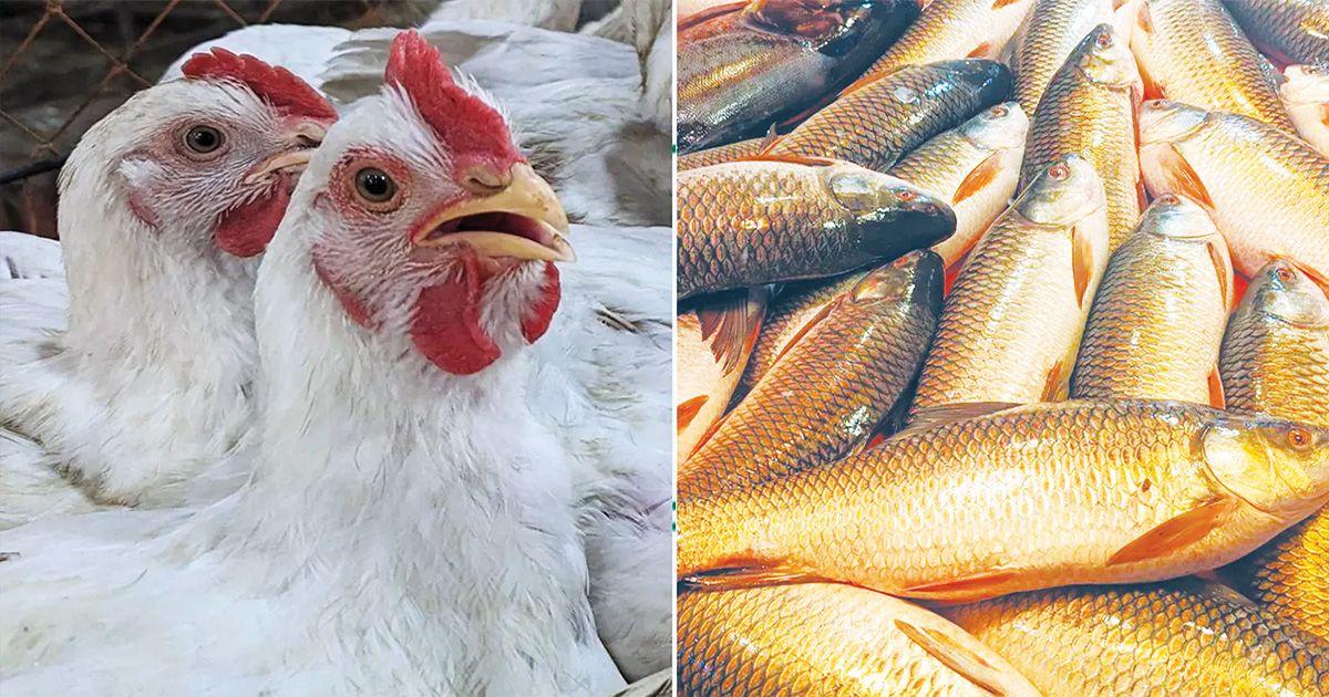 Broiler-chicken-prices-have-also-increased-in-the-fish-market