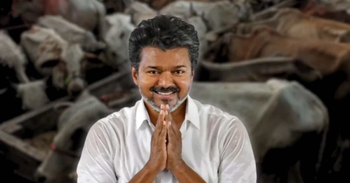 No-restrictions-on-cow-slaughter-Thalapathys-big-victory-in-Tamil-Nadu