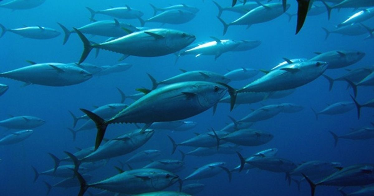 Tuna-fish-is-the-new-economic-potential-of-Bangladesh