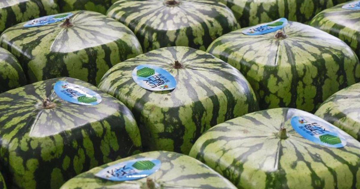 Japanese-square-watermelons-are-popular-as-showpieces