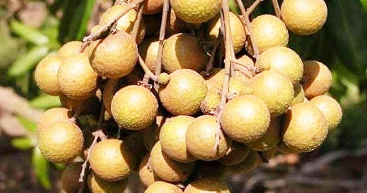 Farmers-and-traders-of-Dumuria-are-happy-with-the-good-price-of-fiber