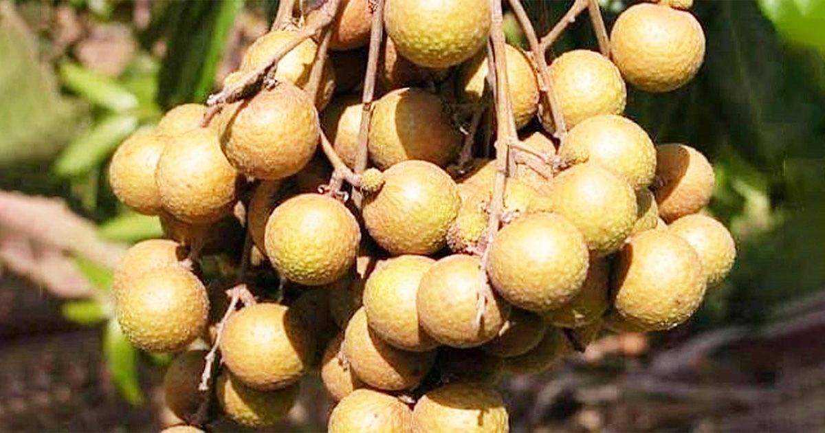 ডুমুরিয়ায় আঁশফলের বাম্পার ফলন, চাহিদা ও দামে খুশি চাষি ও ব্যবসায়ীরা