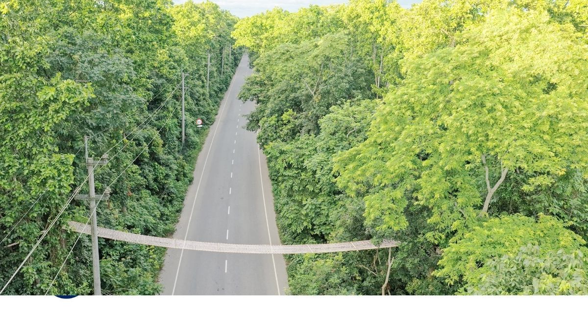 Five-ropeway-corridors-for-safe-movement-of-wildlife-in-Madhupur-forest-area