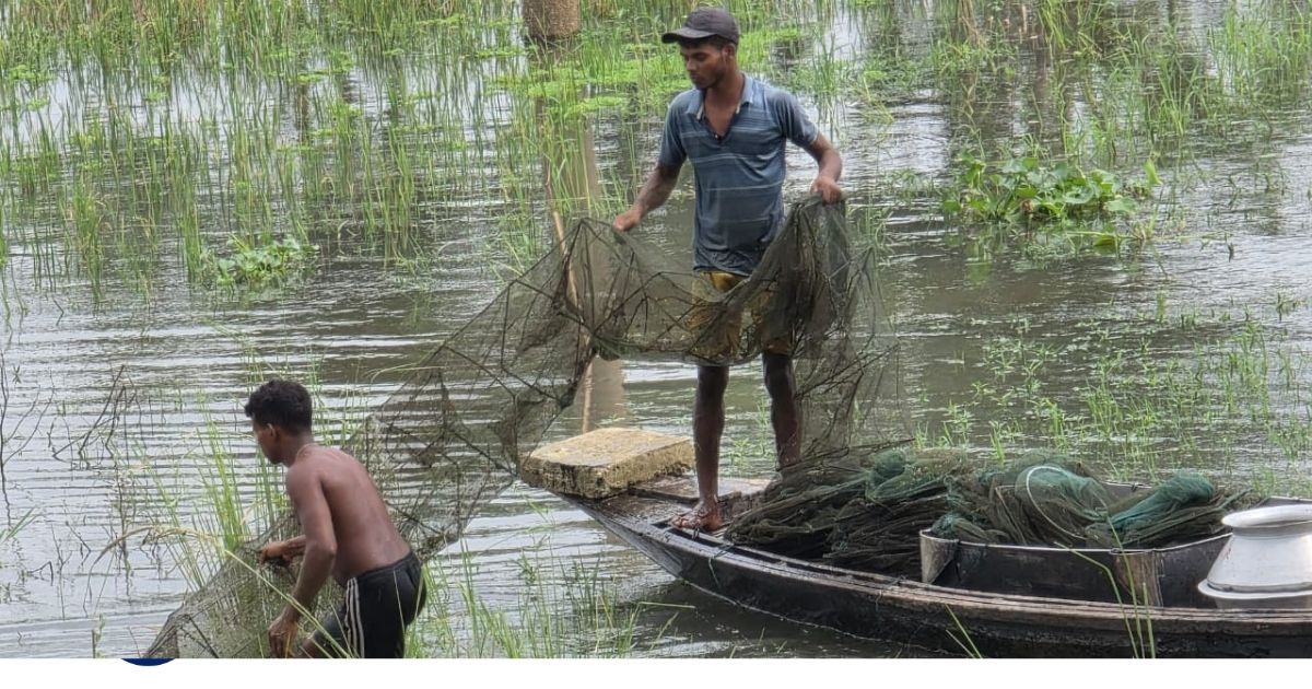 The-mother-fish-is-being-destroyed-in-the-clutches-of-ring-nets-due-to-hasty-movement