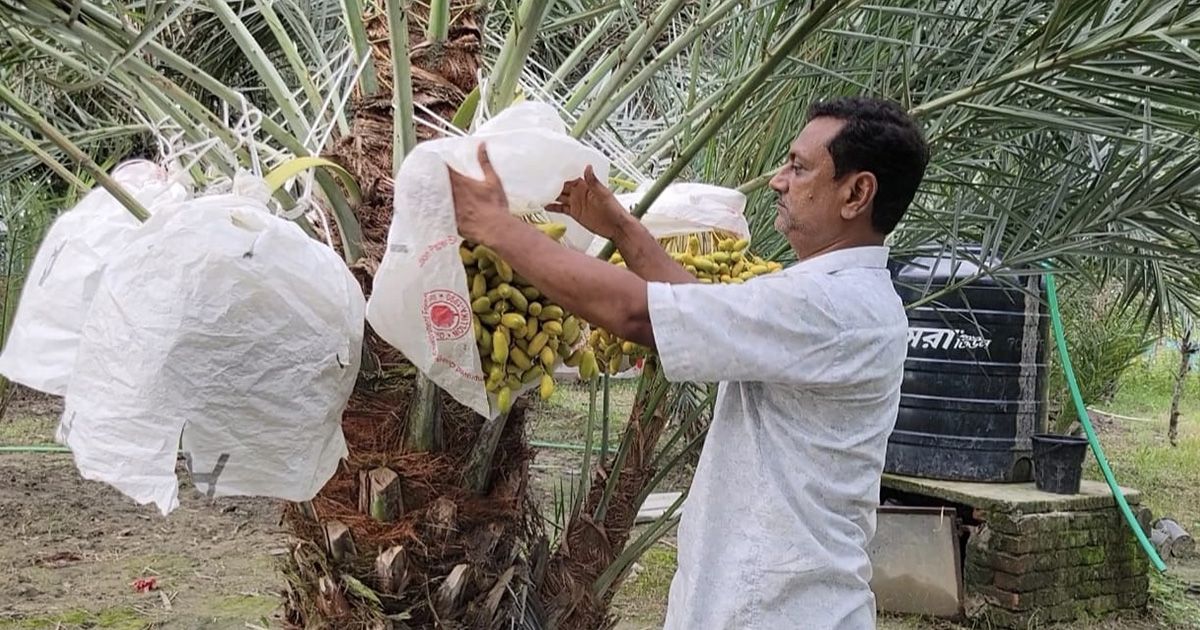 There-is-a-stir-in-the-district-of-Pabna-due-to-the-yield-of-Saudi-dates