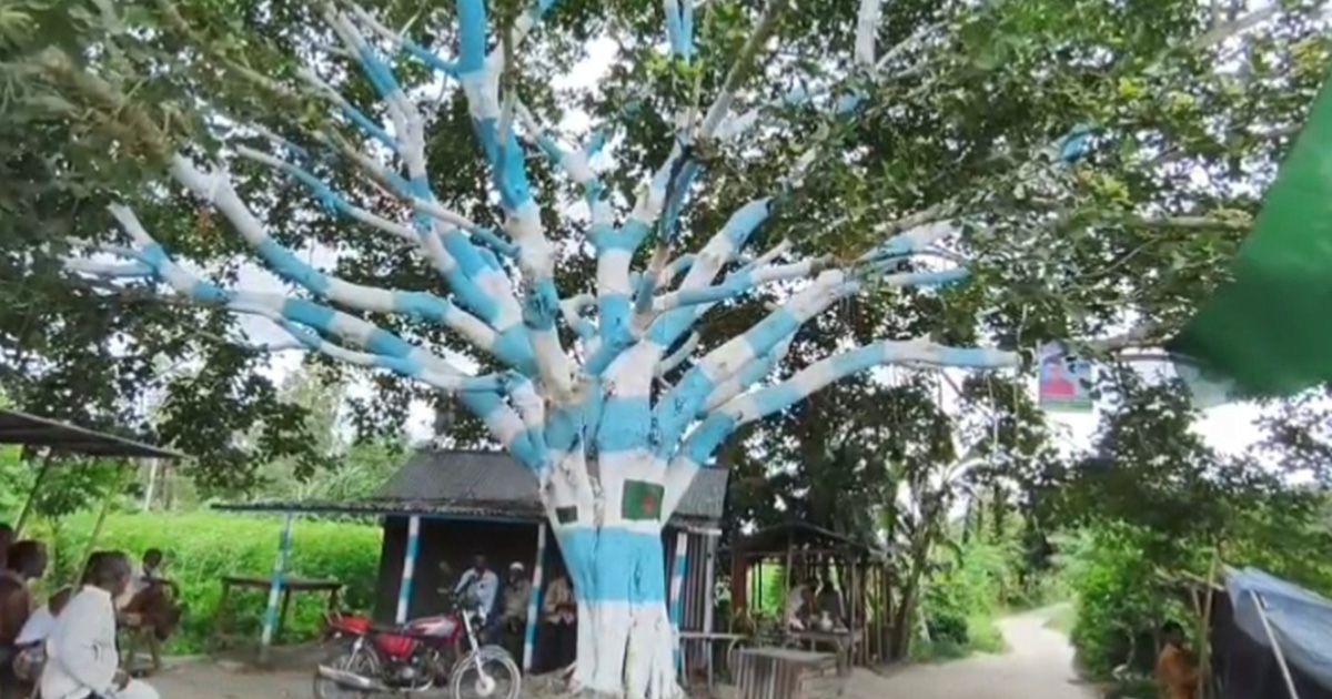 Argentina-banyan-trees-in-Yamuna-pastures-around-the-Football-World-Cup-in-Sirajganj
