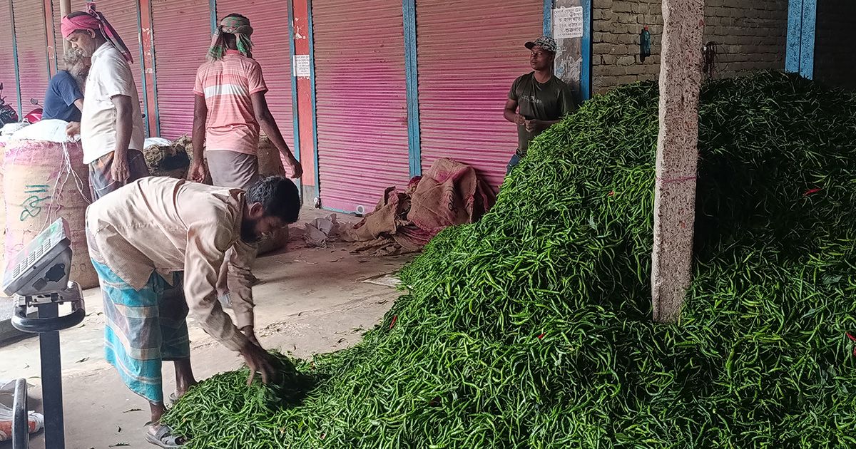 Farmers-happy-with-bumper-yield-and-prices-of-chillies-in-Kushtia