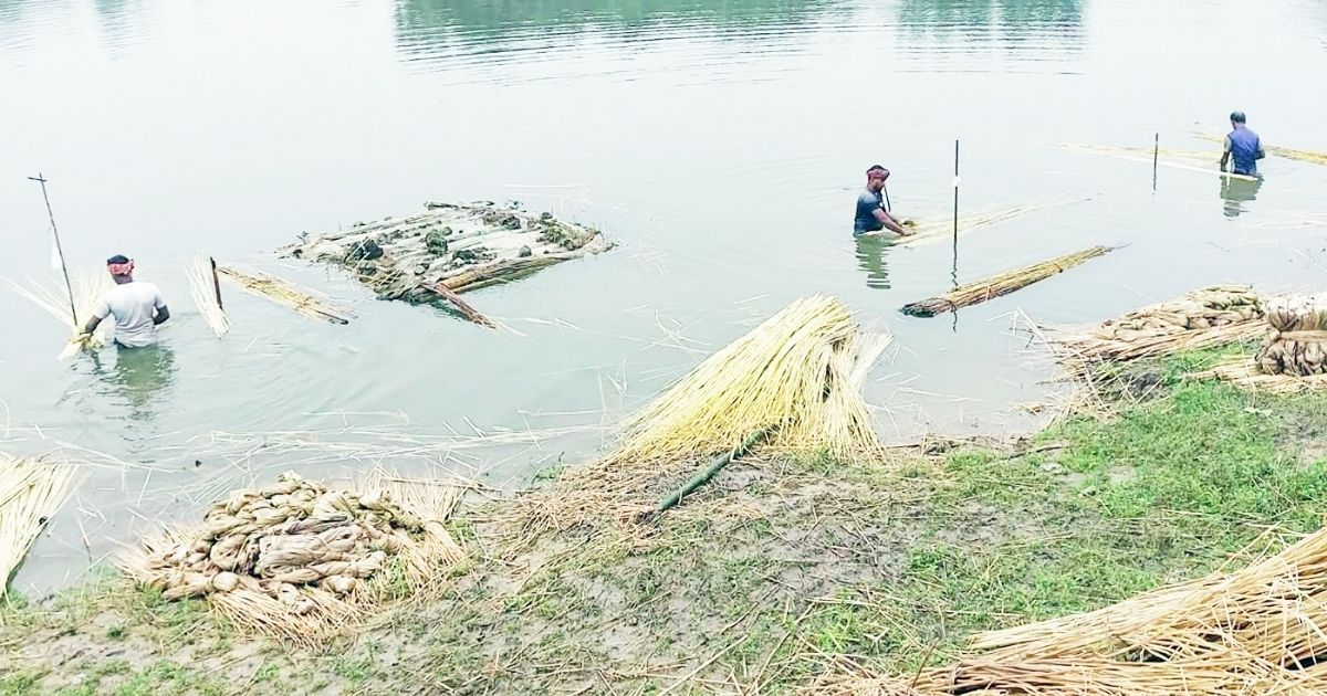 Bumper-yield-of-jute-in-Sirajganj-at-the-market-price-is-a-smile-on-the-face-of-the-farmer