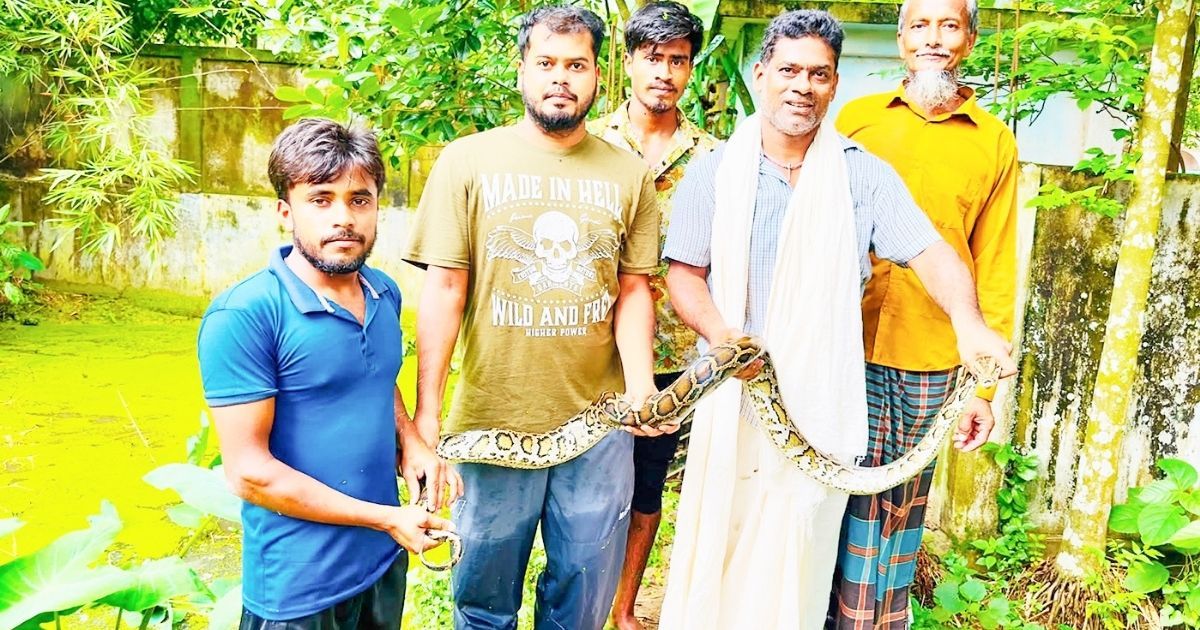 মৌলভীবাজারে বিশ্ব সাপ দিবসে ‘অজগর’ উদ্ধার, লাউয়াছড়া উদ্যানে অবমুক্ত