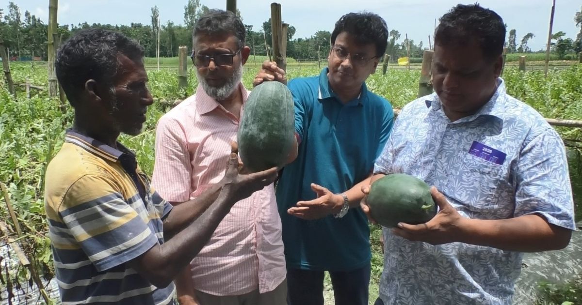 Perennial-watermelon-cultivation-is-becoming-popular-in-Kurigram-as-a-climate-adaptation-method