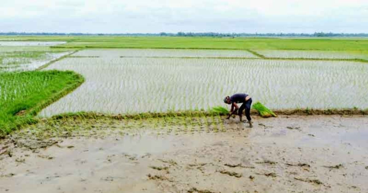 Farmers-are-busy-planting-Aman-paddy-as-the-flood-water-recedes-in-Jhenaigati