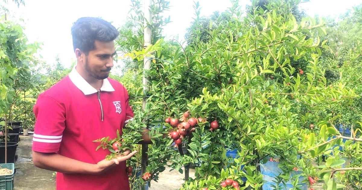 Amins-garden-on-the-roof-of-the-house-earns-60-80-thousand-taka-per-month