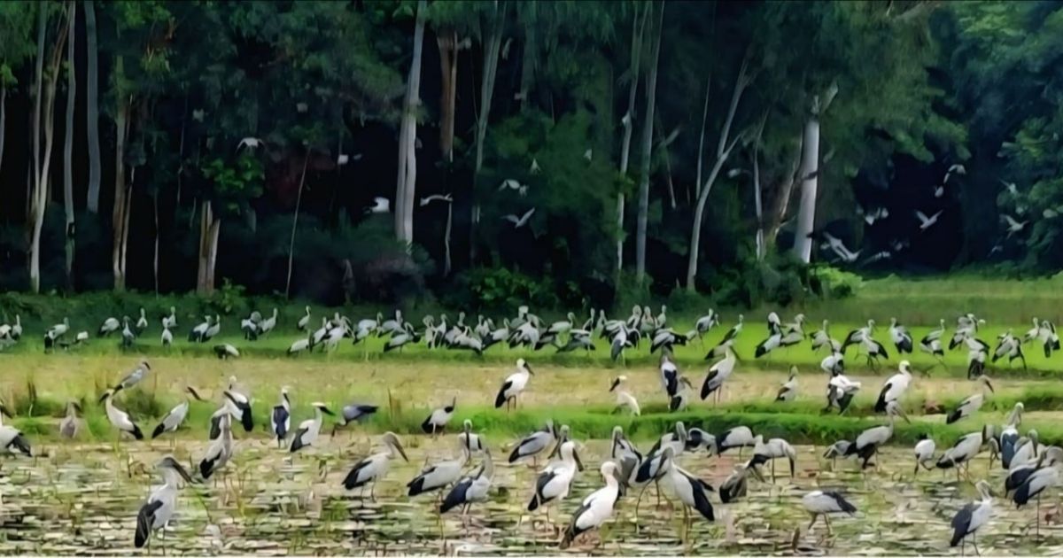 Visitors-flock-to-Nandigram-to-see-the-rare-snail-shell-bird-flock