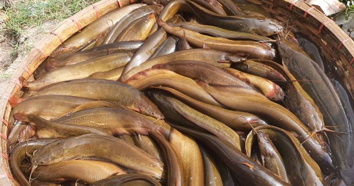 The-buyers-are-being-cheated-by-selling-farmed-horn-fish-under-the-name-of-``desi
