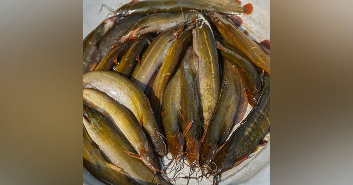 The-buyers-are-being-cheated-in-Madaripur-by-selling-the-chemically-mixed-fish-in-the-name-of-``desi