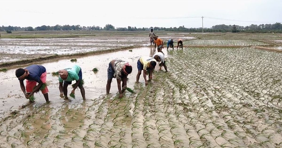 Aman-farming-in-Barendra-relies-on-deep-tube-wells-with-low-rainfall