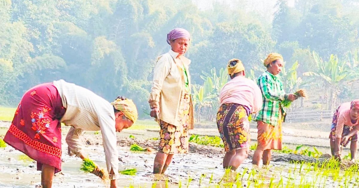 Farmers-are-trying-to-turn-around-in-Aman-paddy-cultivation-in-Kamalganj
