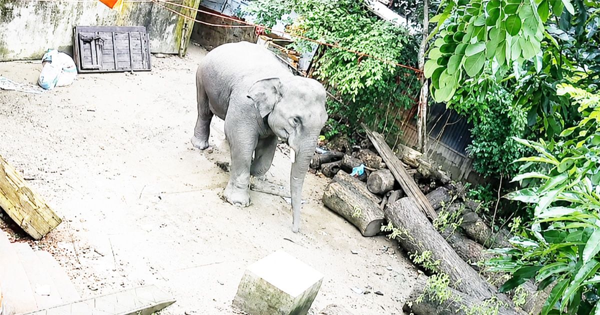 The-fear-of-free-roaming-of-elephants-in-Boalkhali-is-increasing-in-the-public-mind