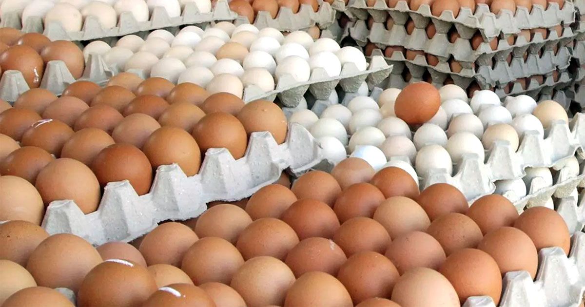 Another-6-crore-eggs-are-allowed-to-be-imported