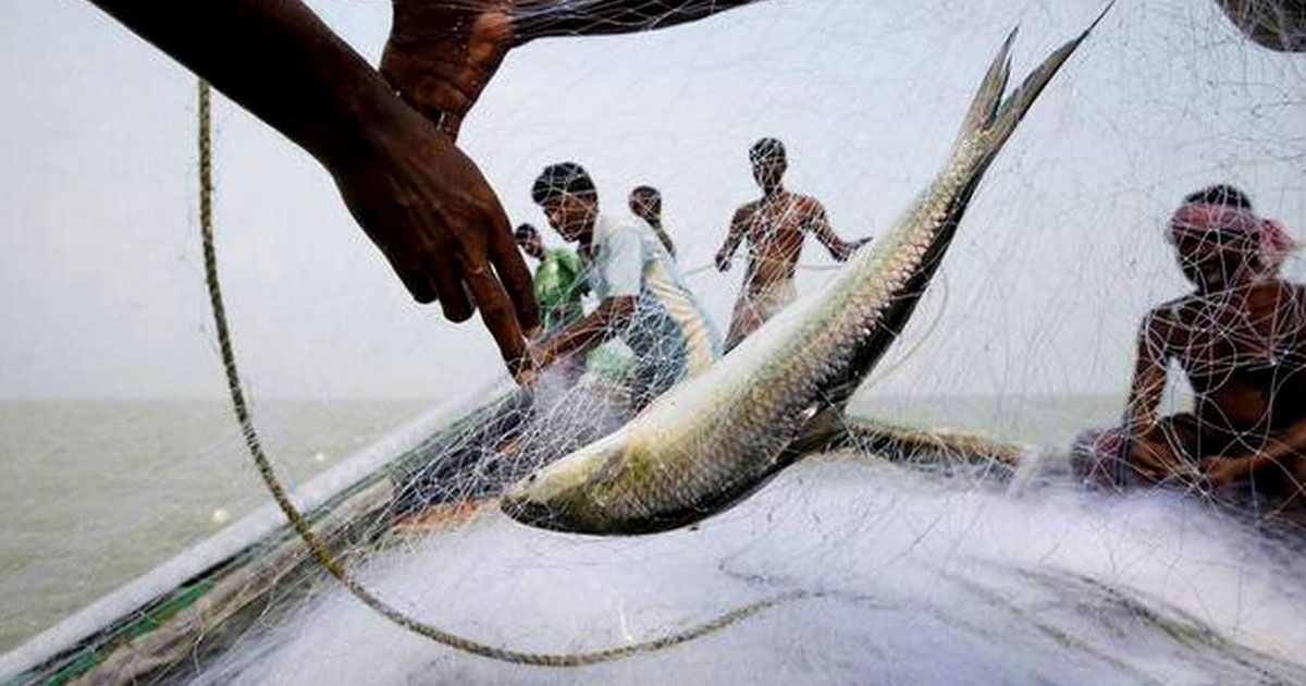 নিষিদ্ধ-সময়ে-ইলিশ-নিধন-বরিশাল-বিভাগে-৫৯-জেলের-কারাদণ্ড